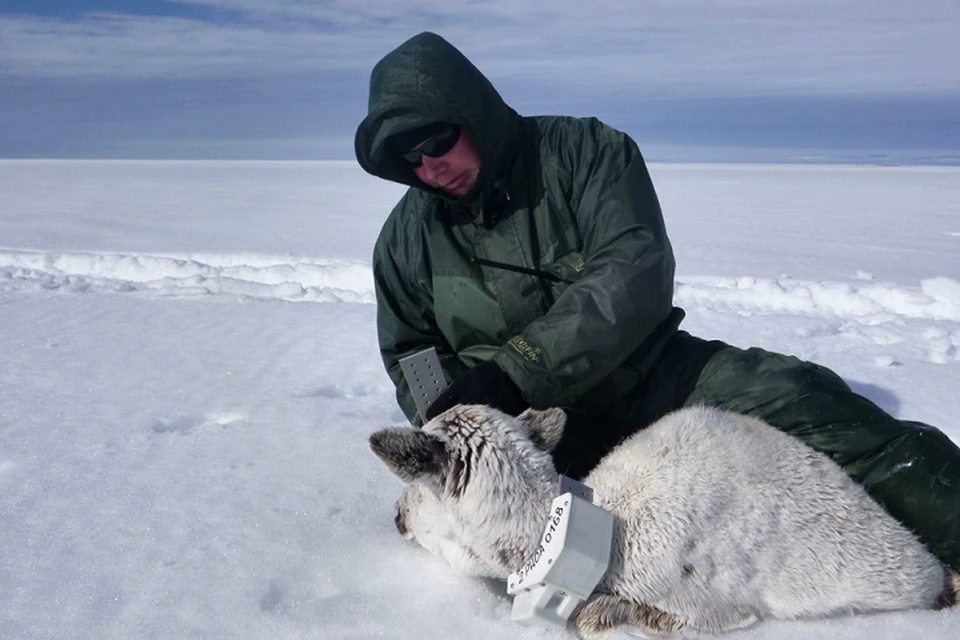 Ученые готовятся к экспедиции «Ямал-Арктика 2020» Фото: yanao.ru