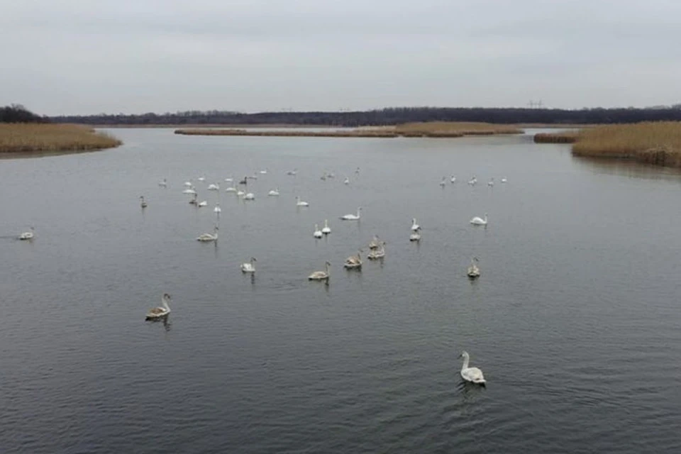Вода в Клебан-Быкском водохранилище не замерзла и стая лебедей осталась зимовать. Фото: Facebook/Клебан-Бык