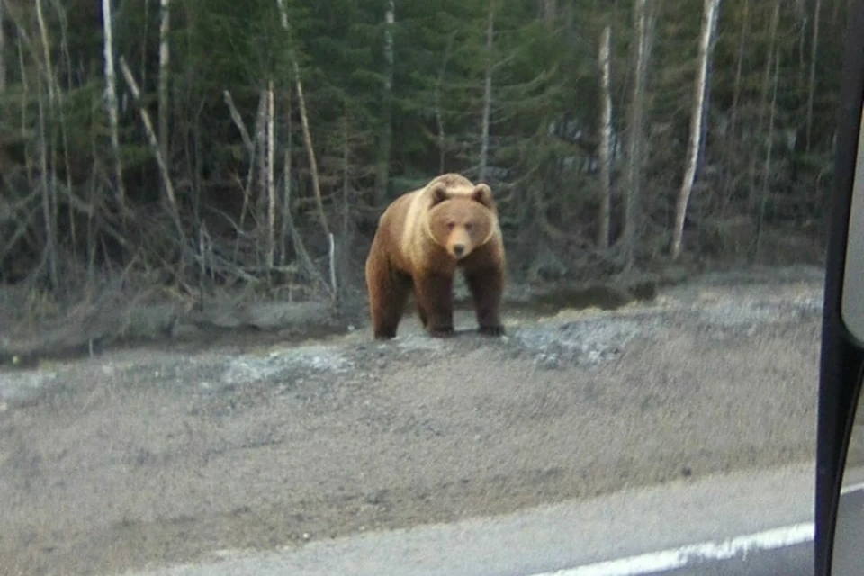Под Тихвином к дороге вышел разбуженный медведь. Фото: vk.com/spb_today