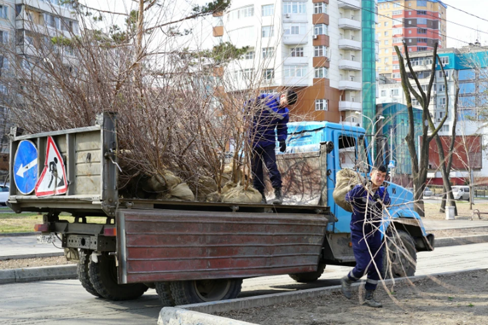Хабаровск готовится к масштабному озеленению