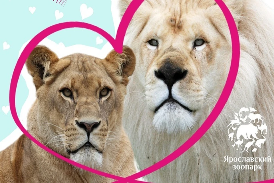 В Ярославском зоопарке львицу уже ждал лев Ярос, которому несколько лет искали подходящую пару.