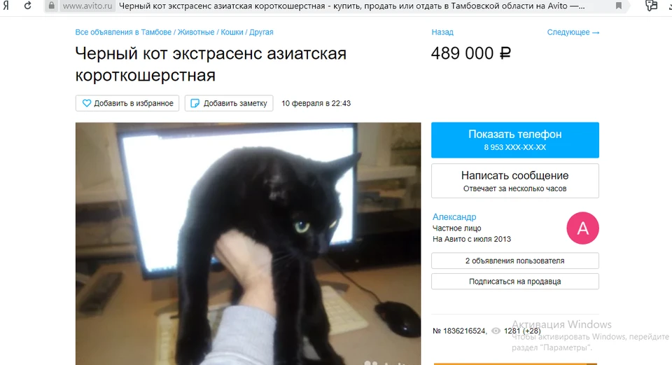 Кот-экстрасенс. Недорого!