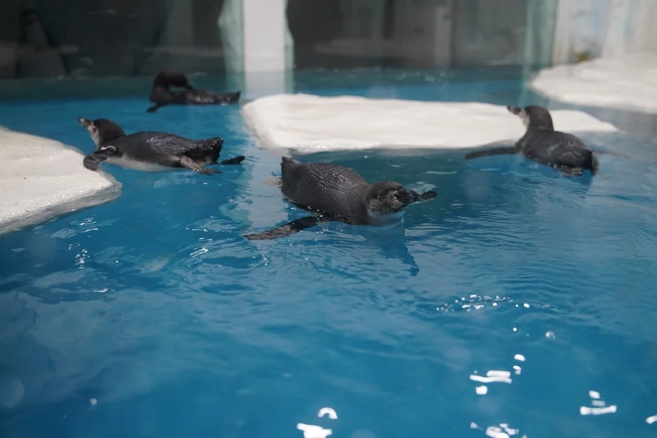 Пингвины из Самарского океанариума наконец полностью освоились на новом месте