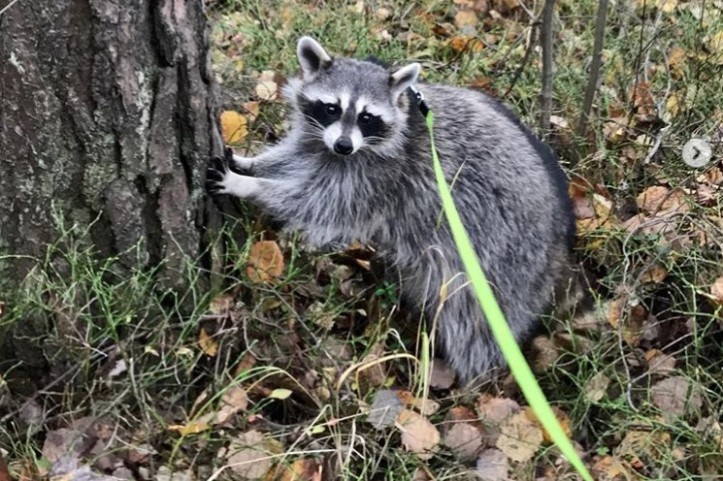 Йокки искали почти два месяца Фото: instagram.com/raccoon_yokky_san/