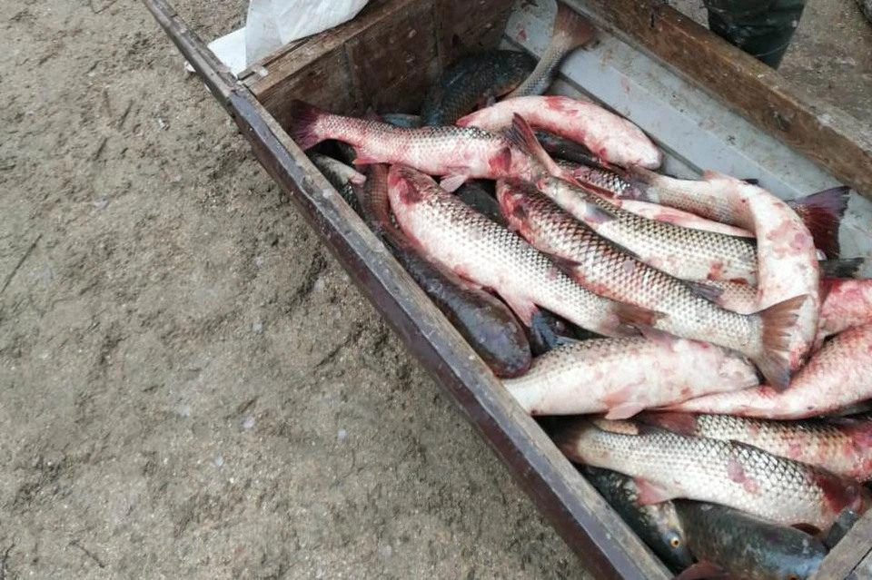 Браконьерам грозят реальные сроки