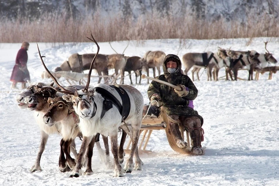 Самбург день оленевода