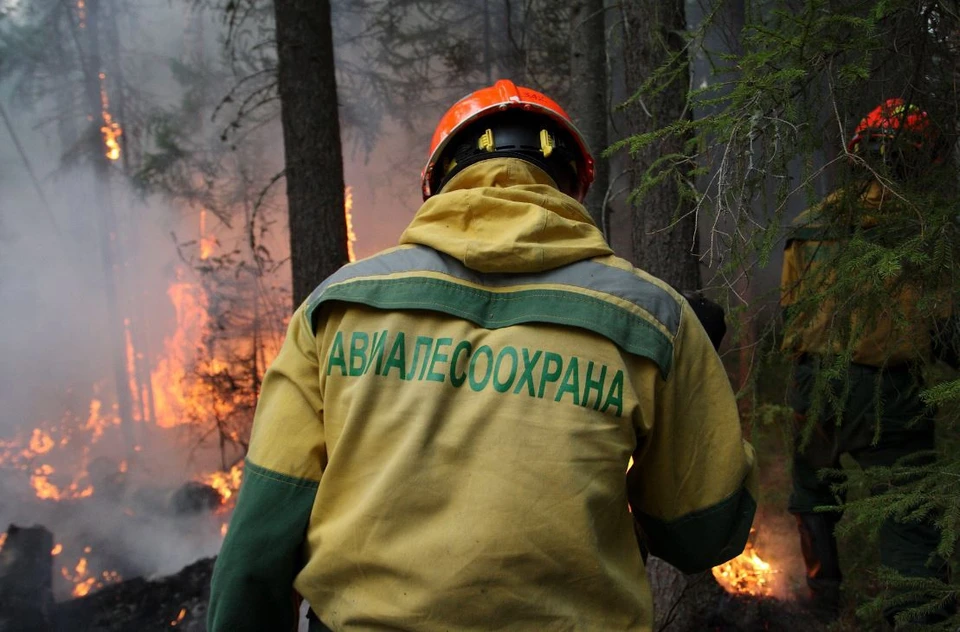 Уникальный специалист защитит тюменские леса от пожаров. Фото - пресс-служба Федеральной Авиалесоохраны.