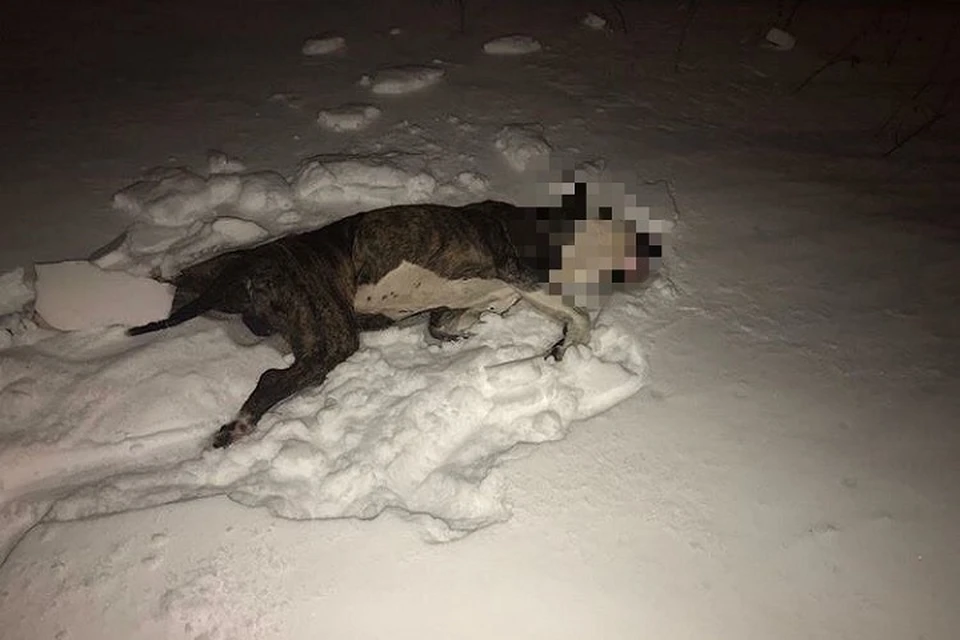 Собаку обнаружили местные жители прямо в снегу. Фото: сообщество "Екб-ЧП"