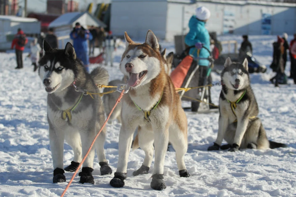 Гонки на собачьих упряжках: 7-9 марта в Иркутске пройдет чемпионат Сибири.