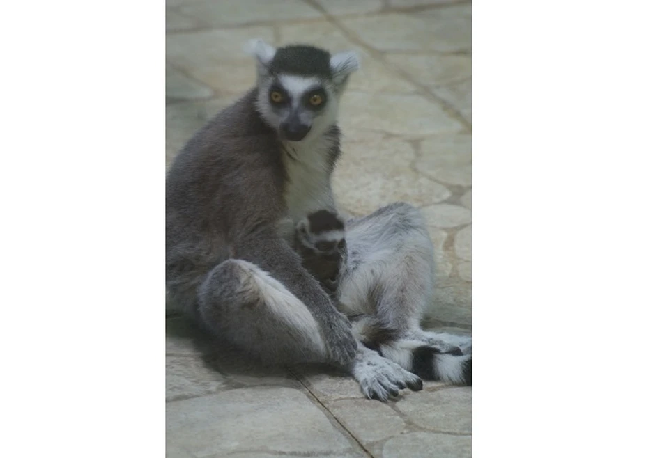 Фото: пресс-служба зоопарка Удмуртии