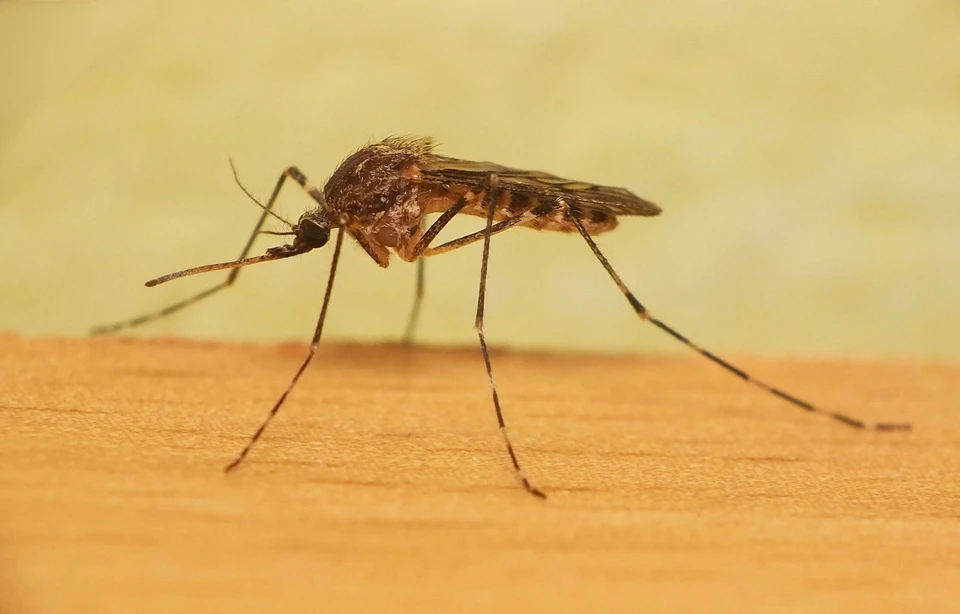 При укусе насекомое не впрыскивает кровь человека, которого укусило до этого. Если бы комары переносили ВИЧ, то сейчас были бы заражены все люди Земли. Фото Анастасии Корольковой.