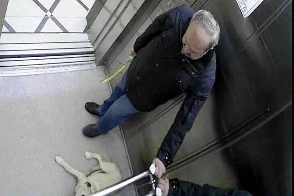 Заявление в полицию на хозяина написали соседи. Фото: кадр из видео.