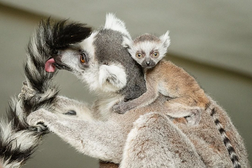 Малыши крепко держатся за маму. Фото: новосибирский зоопарк / Андрей ПОЛЯКОВ.