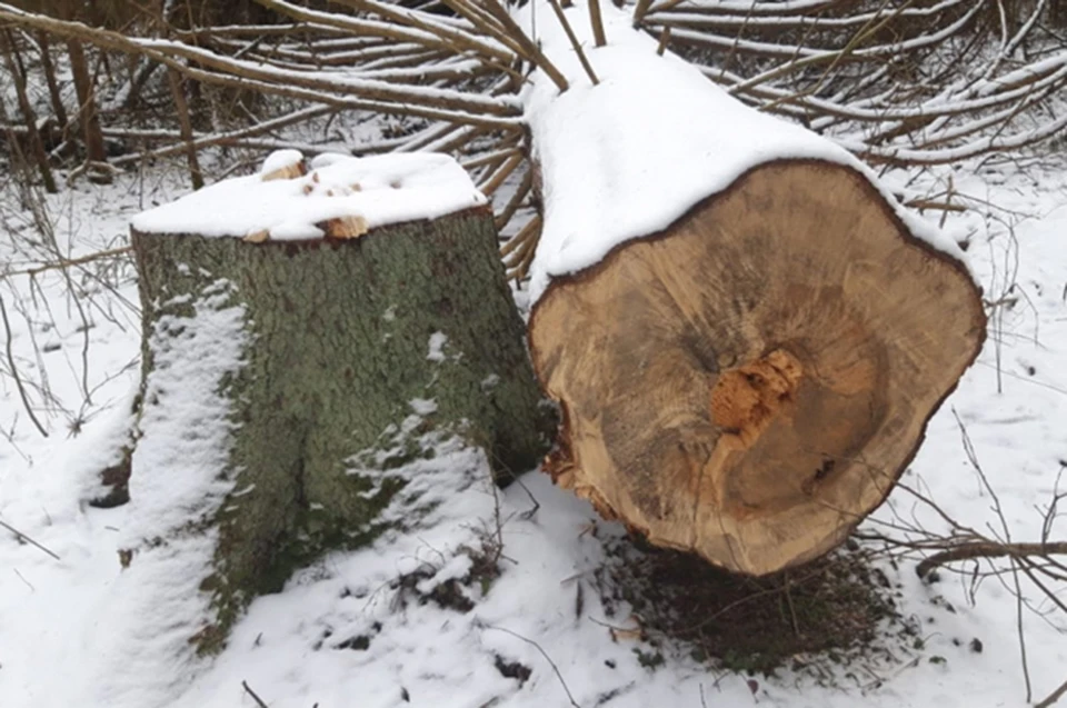Мужчина незаконно спилил 11 деревьев Фото: УМВД России по Тверской области