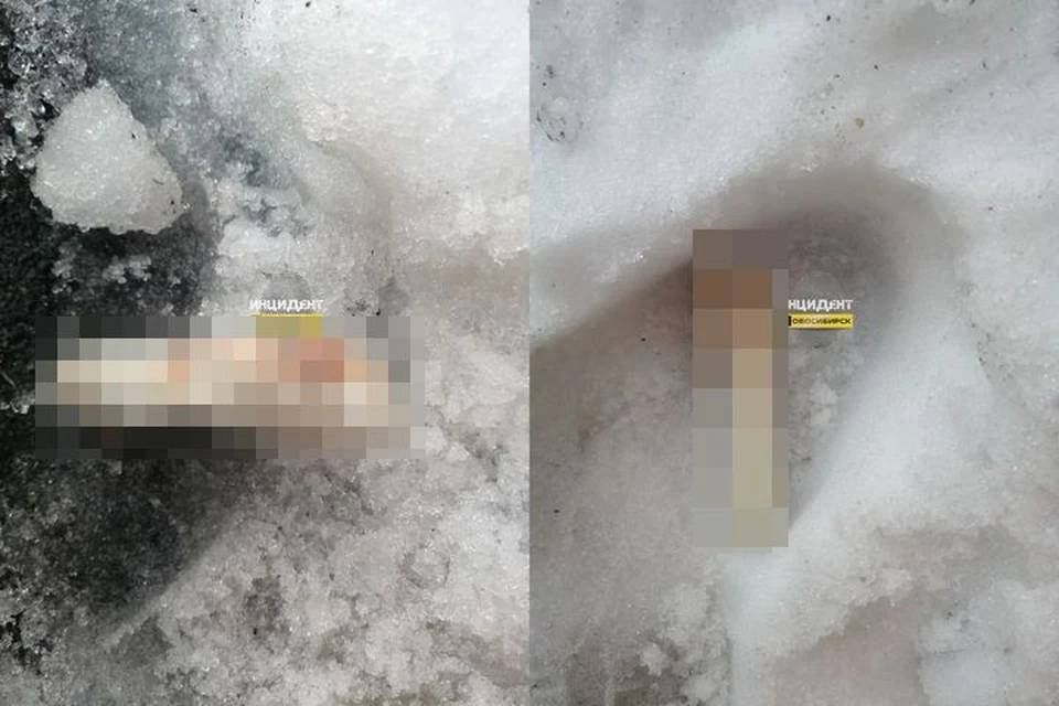 Жуткая находка поразила жителей Заельцовского района в Новосибирске. Фото: "Инцидент Новосибирск"