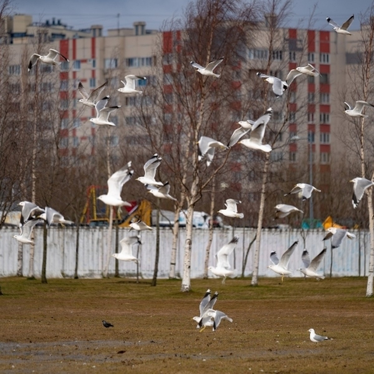 Чайки заполонили парк 300-летия - KP.RU