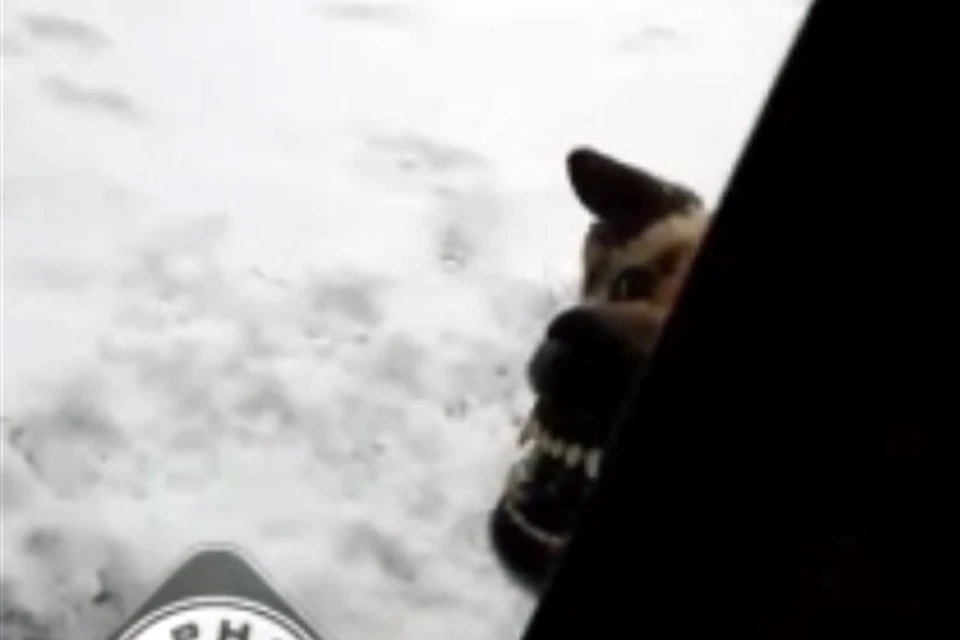 Собака не дала женщине с ребенком выйти из дома. Кадр из видео Ксении Мерзликиной, vk.com/magnitkacity