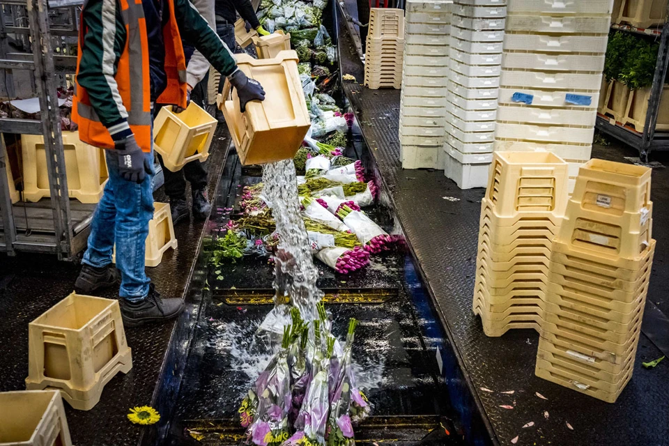 Цветочный бизнес в стране тюльпанов увядает на глазах, не выдержав натиска COVID-19. Фото: EPA/ТАСС
