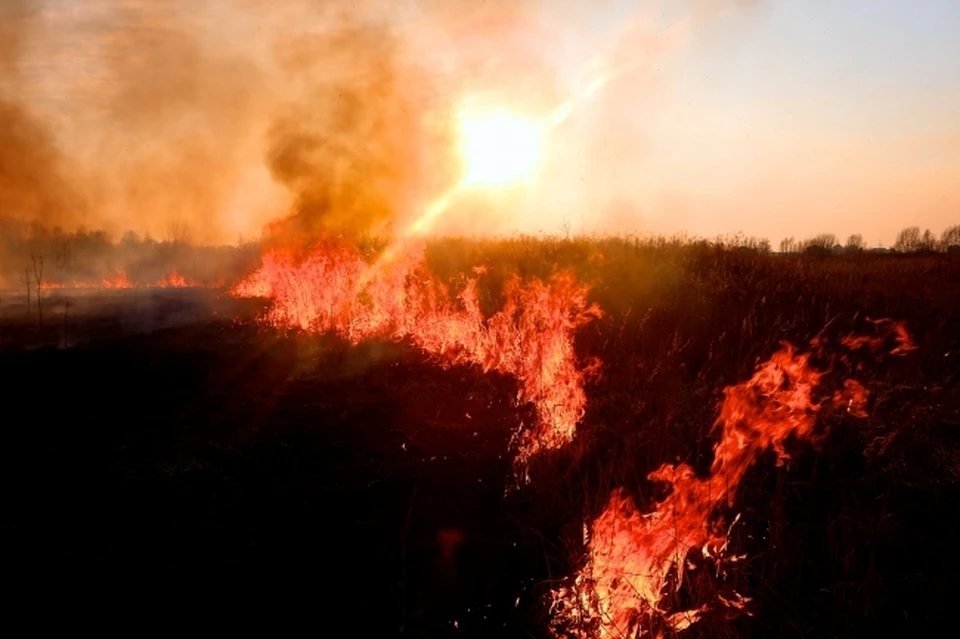 Четыре лесных пожара ликвидировали в Хабаровском крае 6 апреля 2020 года