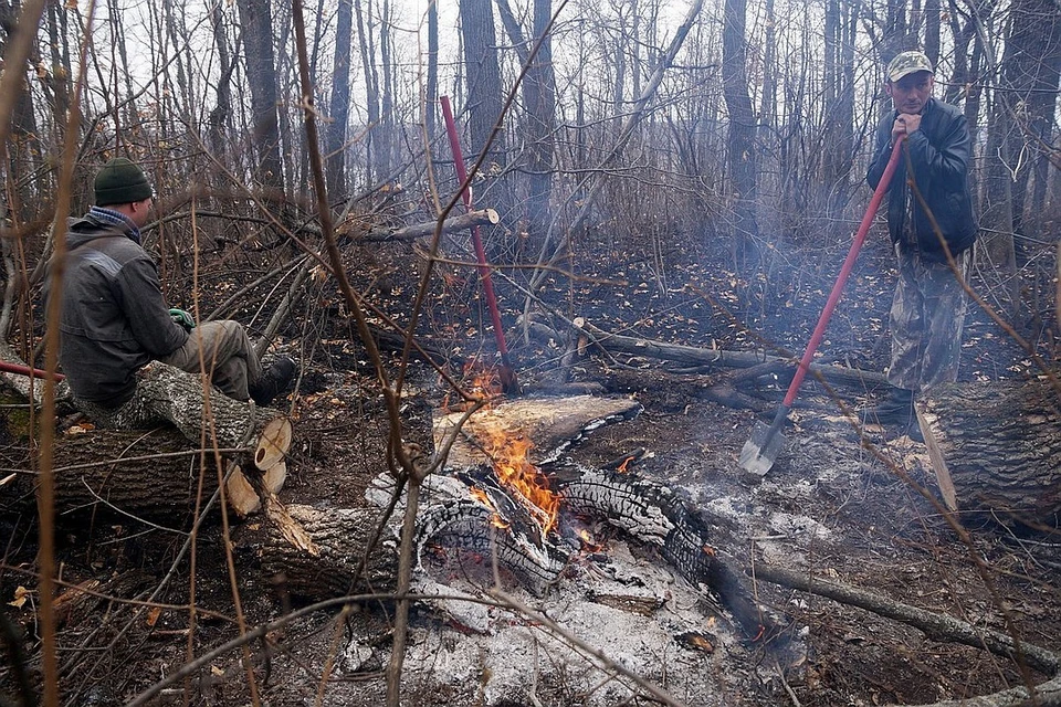 Самарцам запретят разводить костры в лесу и работать с открытым огнем