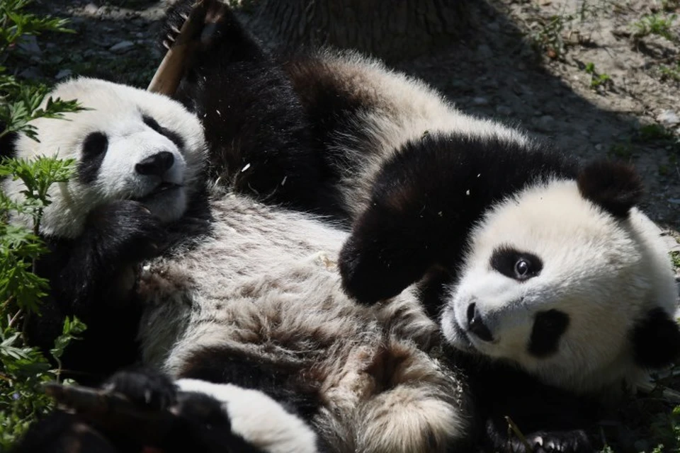 Большие панды Ин Ин и Ле Ле живут в Ocean Park уже 14 лет, но пока не было ни малейшей надежды, что они произведут потомство