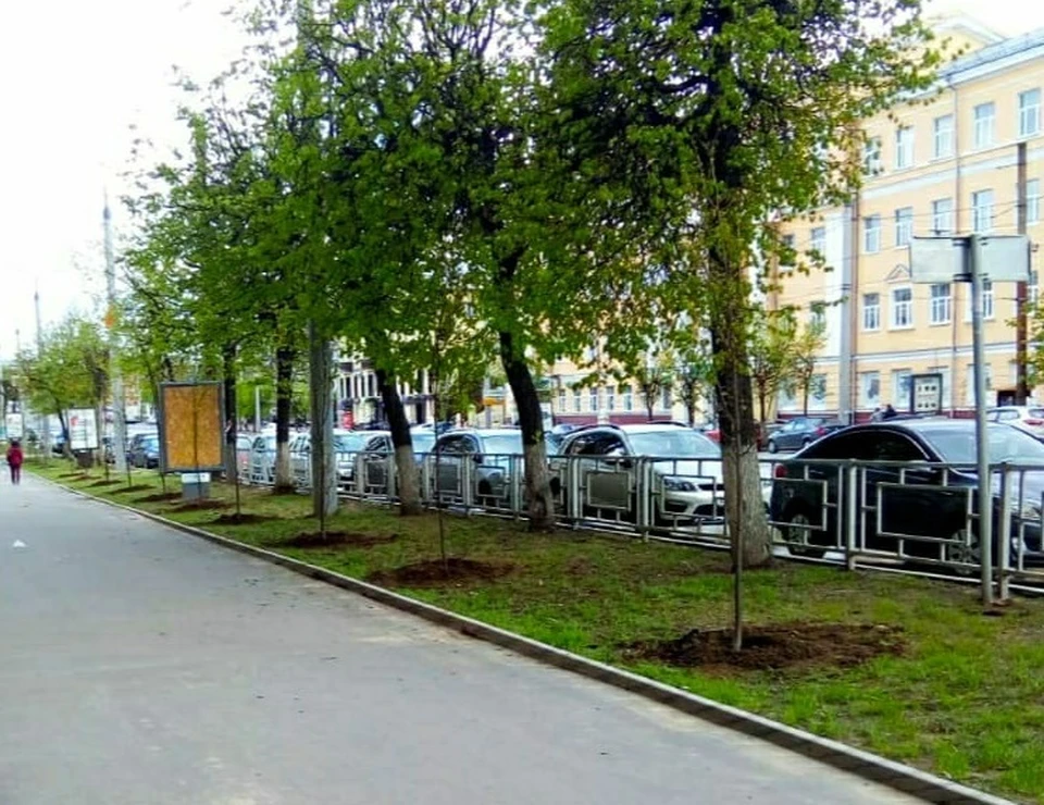 Аллея лип появилась на проспекте Гагарина в Смоленске. Фото: администрация г. Смоленска.