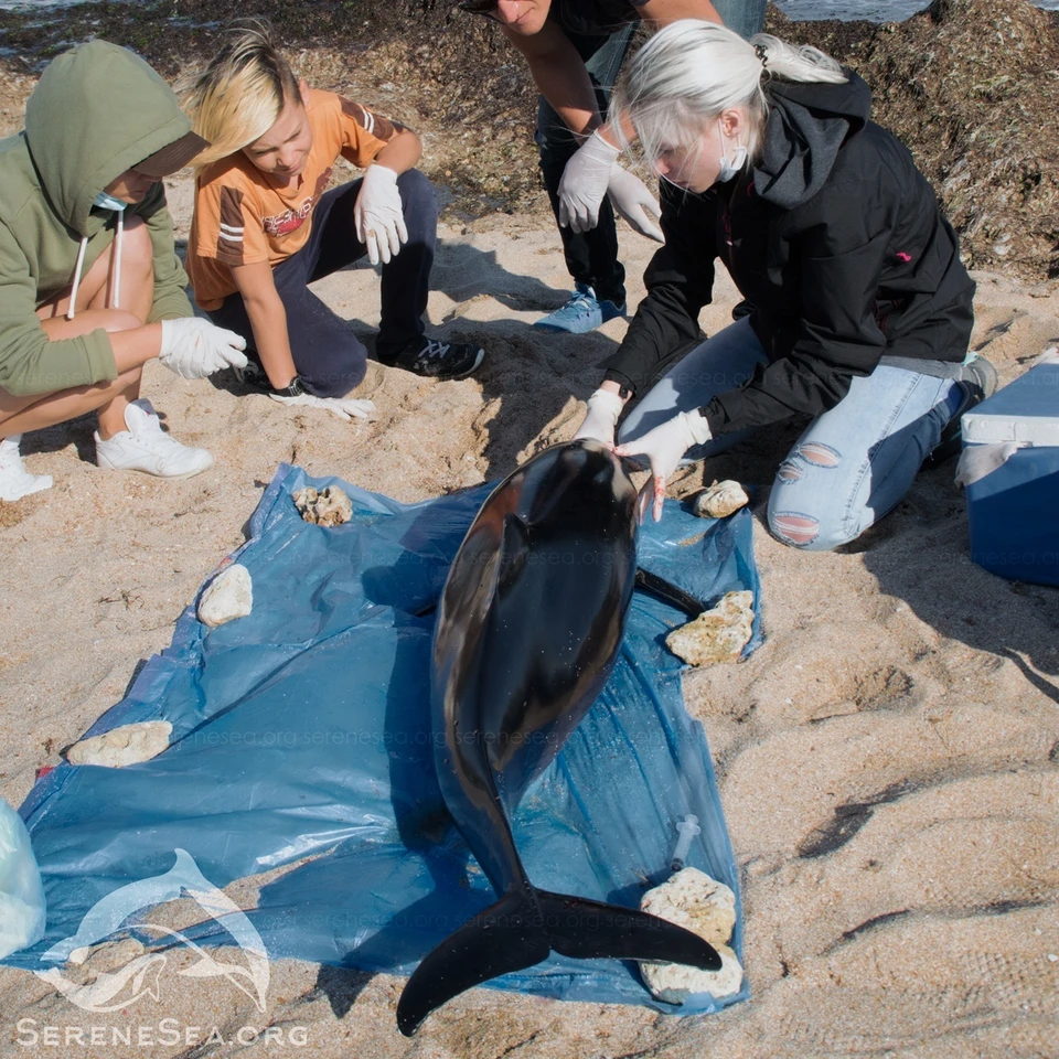 Дельфинам нужна помощь. Фото: Центр реабилитации дельфинов «Безмятежное Море»