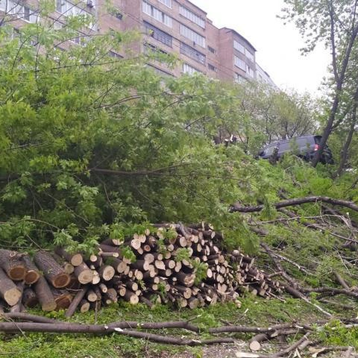 Во Владивостоке массово рубят деревья под строительство торгового центра на  Красного Знамени - KP.RU