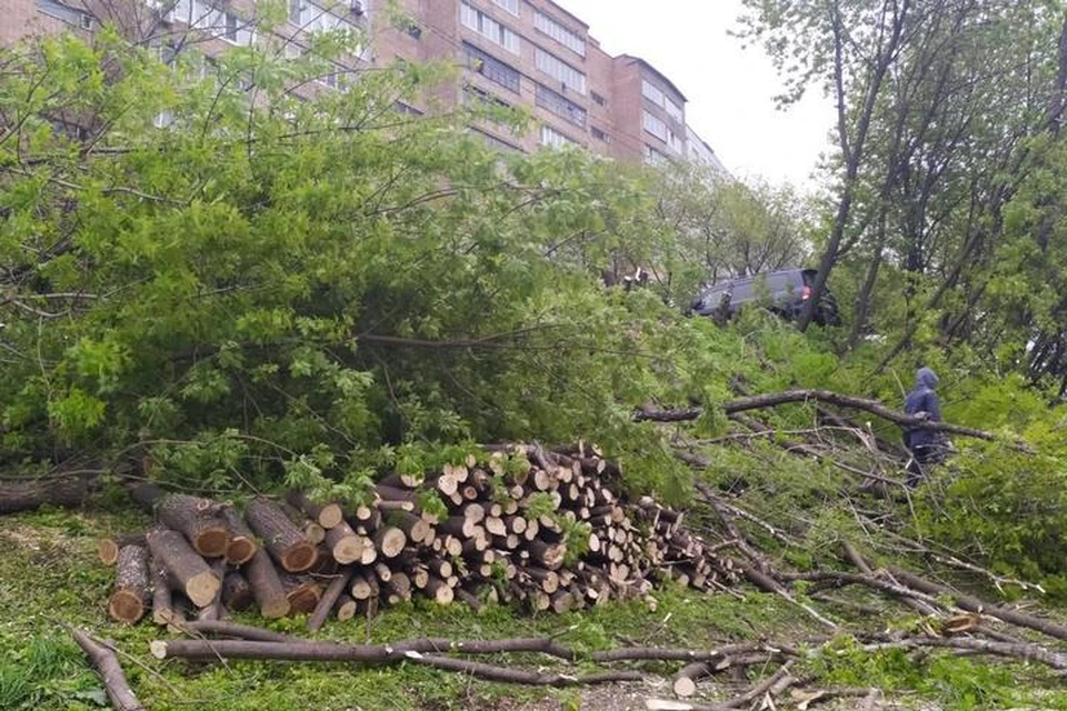 Во Владивостоке подрядчик начал вырубку деревьев под строительство очередного торгового центра.