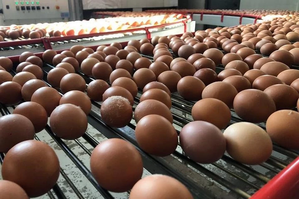 Летнего снижения цен на куриные яйца, похоже, не будет