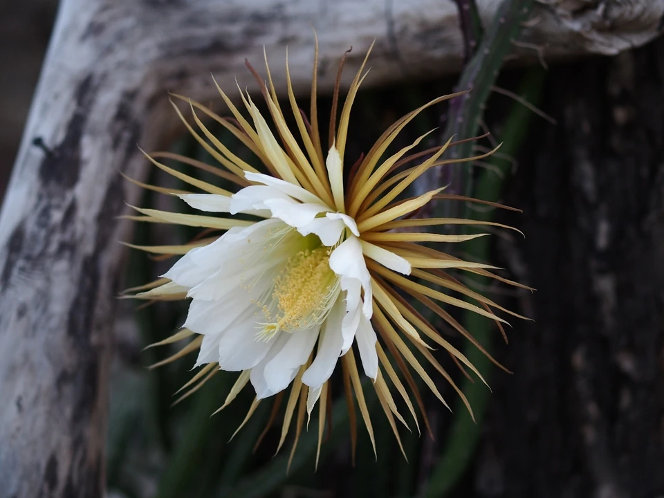 Кактус Selenicereus macdonaldiae считается одним из самых красивых в мире. Фото: Ботанический сад БИН РАН