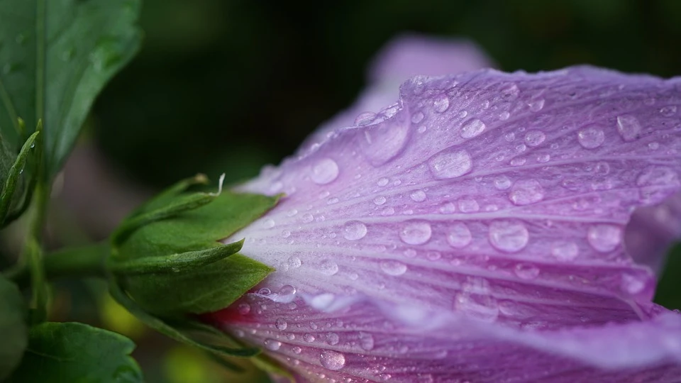 На Ямале 30 мая пасмурно, дожди. Фото - pixabay.com.