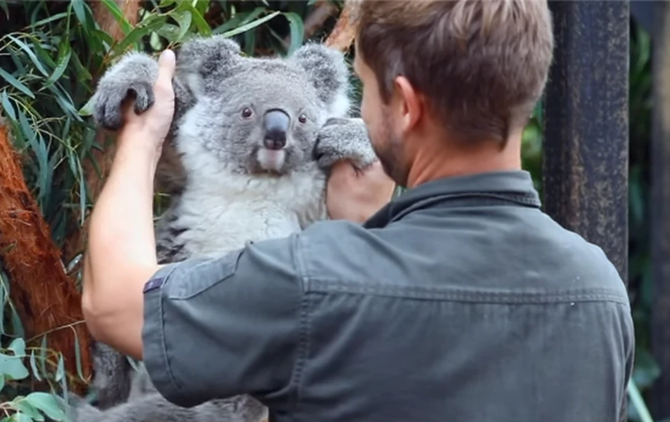 В Австралии отмечают рождение первой коалы после страшных лесных пожаров