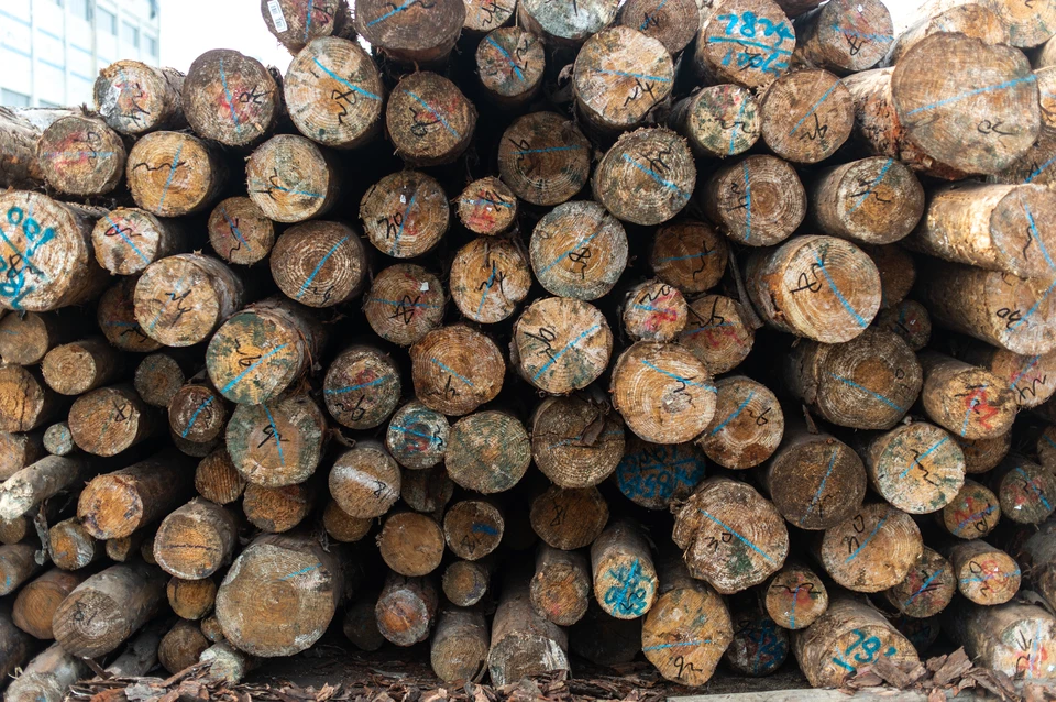 На 500 тысяч рублей вырубил деревьев житель Анучинского района Приморья