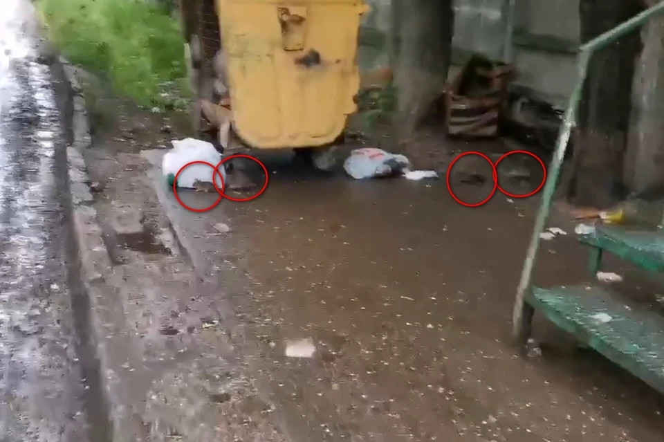 В военном Дягилеве полчища крыс атакуют мусорные площадки. Фото: скриншот с видео Сергея Кузьмичева.