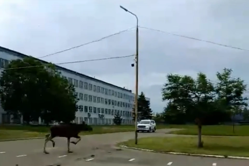 На улицах Ярославля вновь увидели лося. ФОТО: скриншот с видео в группе "Жесть Ярославль" ВКонтакте