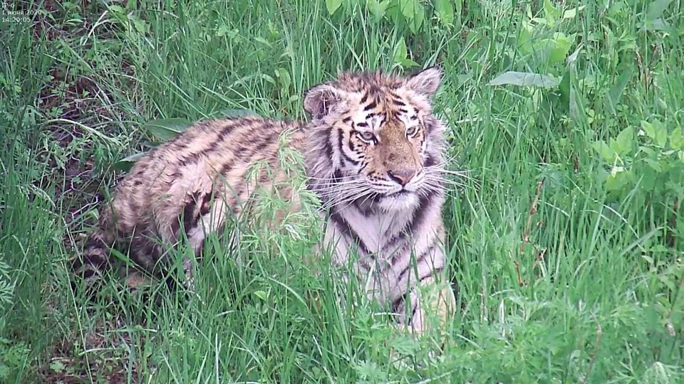 Фото: сайт Центра "Амурский тигр"