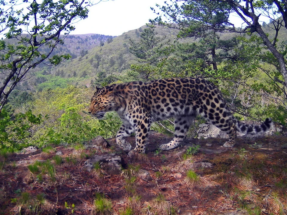 Фото: сайт нацпарка "Земля леопарда"