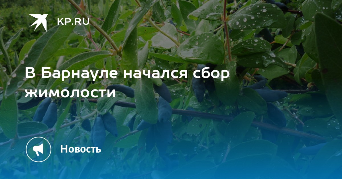 Начался сбор. Сбор жимолости в Барнауле. НИИ Лисавенко сбор жимолости. Сбор жимолости в Барнауле 2020 школа садоводов. Институт Лисавенко Барнаул сбор ягоды.