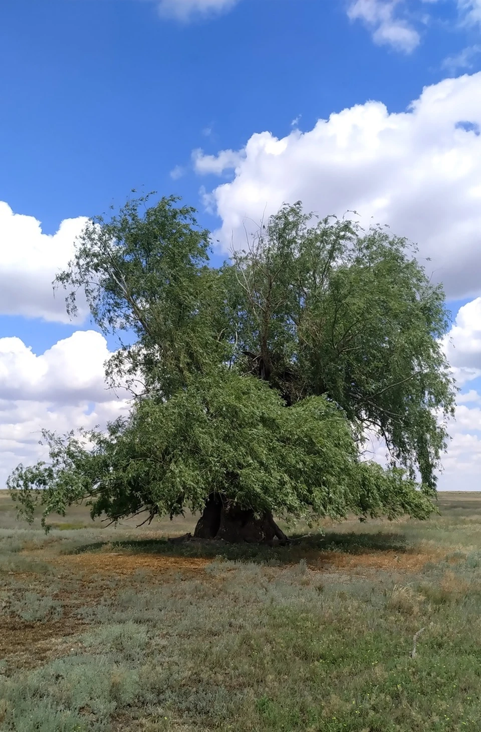 Ива в Астрахани