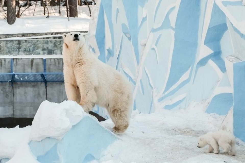 Андрей Травников рассказал, когда откроется зоопарк в Новосибирске в 2020 году.