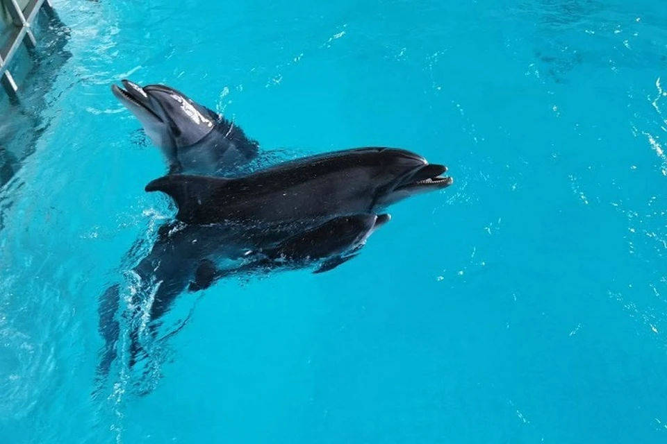 Фото: Набережночелнинский дельфинарий