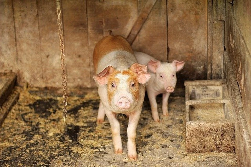 В Смоленской области выявили вспышку африканской чумы свиней. Фото: pixabay.com.