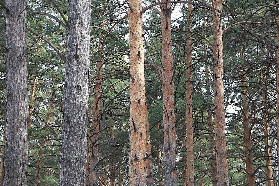 В лесах на севере Красноярского края введен режим ЧС.