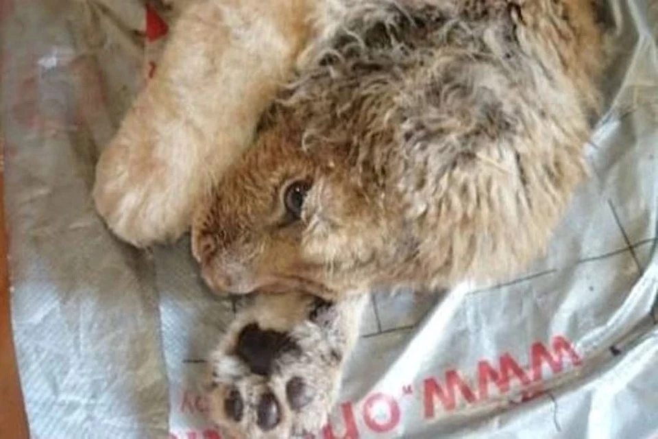 К зоозащитнику львенок попал со сломанными лапами. Фото: Карен Даллакян