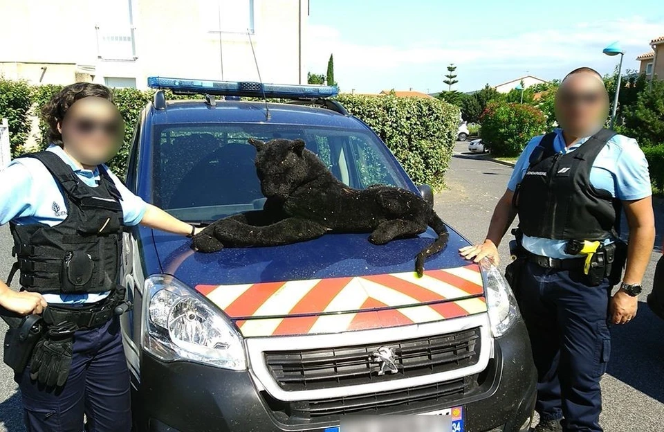 Французские полицейские «отловили» игрушечную пантеру. Фото : страница Gendarmerie des Pyrenees-Orientales в Facebook