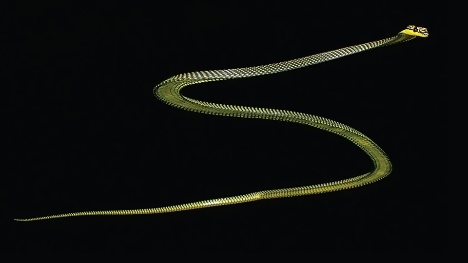 Обитают летающие змеи в Юго-восточной Азии.