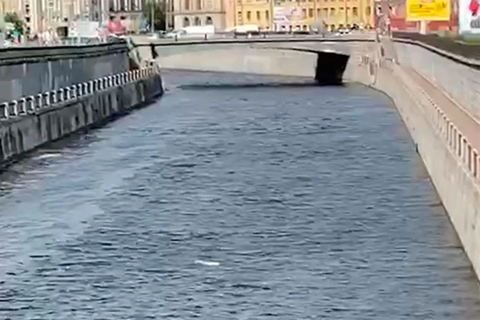 "Поющий труп" всплыл в Обводном канале в Петербурге