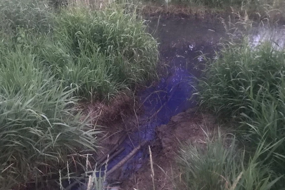 Росприроднадзор нашел предприятие, окрасившее реку Славянку в синий цвет. Фото: 78.rpn.gov.ru