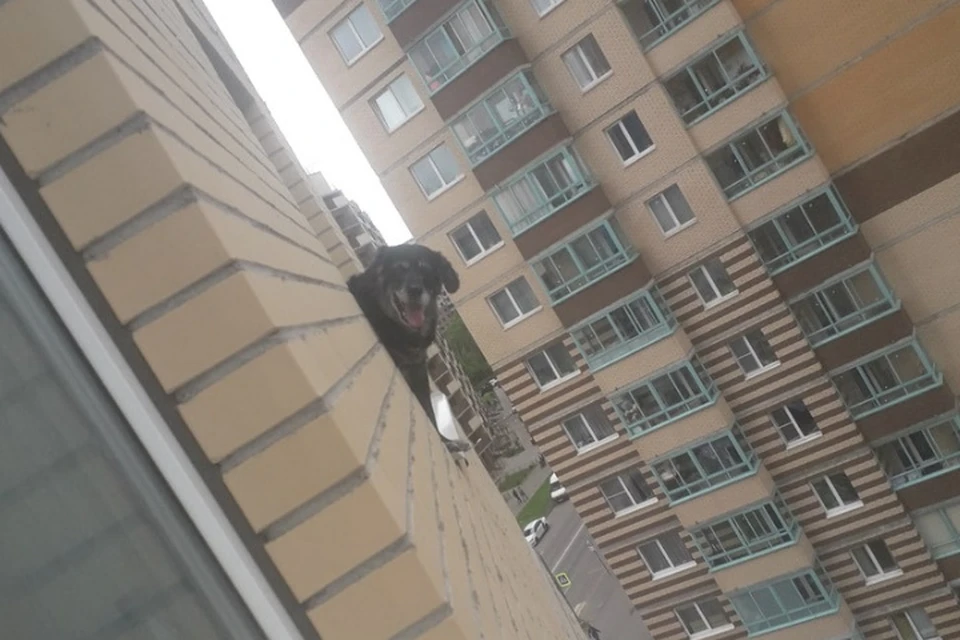 В многоэтажке в Кудрово собака вышла на наружный подоконник и рискует сорваться вниз. Фото: vk.com/kudrovolife